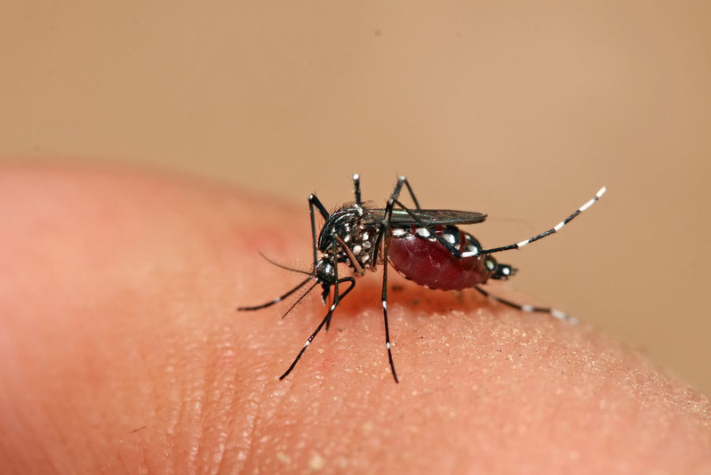 Các yếu tố gen được ước tính chiếm khoảng 85% sự khác biệt giữa mọi người trong việc thu hút muỗi
